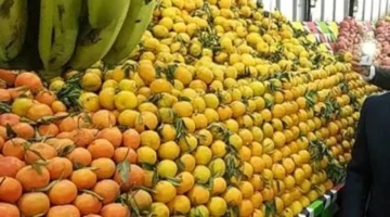 تحديثات أسعار سوهاج.. تكلفة شراء البرتقال واليوسفي في أسواق الفاكهة اليوم